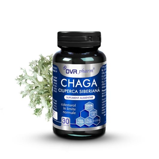 Chaga, 60 capsule, DVR Pharm